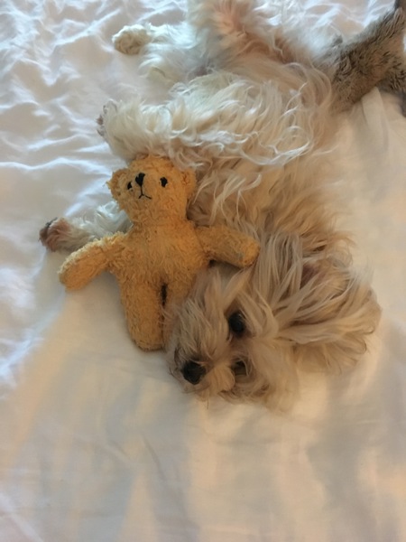 Bear