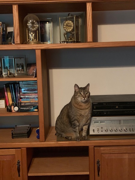 Stryker - King of the House!