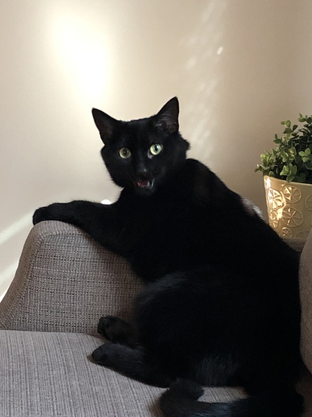Louie