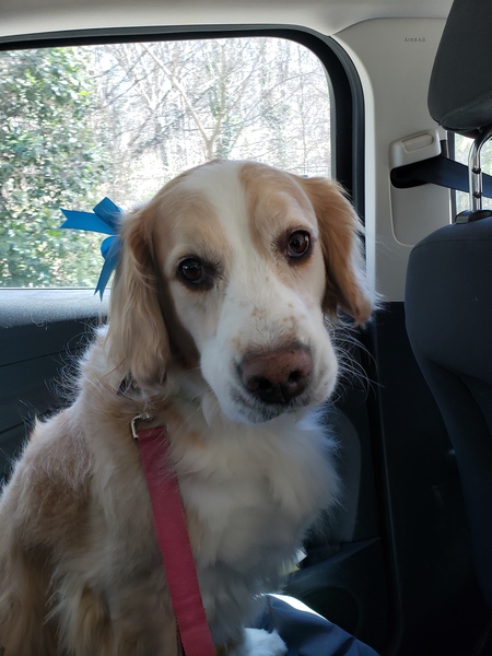 Daisy