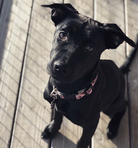 Penny