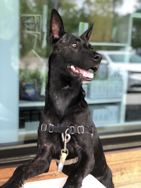 Cardi 