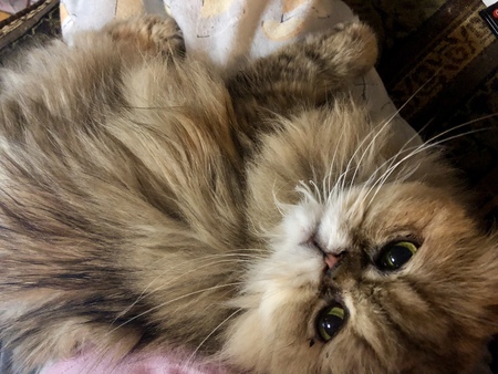 Ava Gizmo McFluff