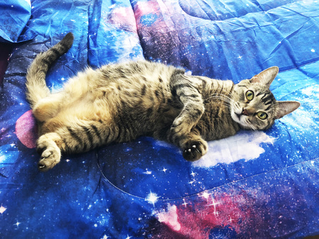 Ripley 