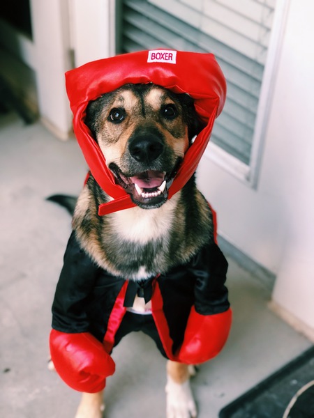 Koda