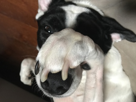 Houlie (short for Hooligan)