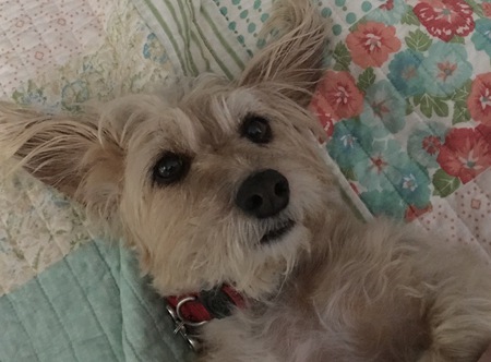 Abby 