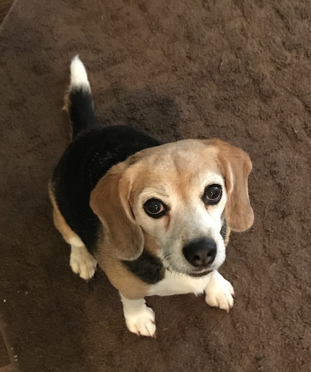 Stella