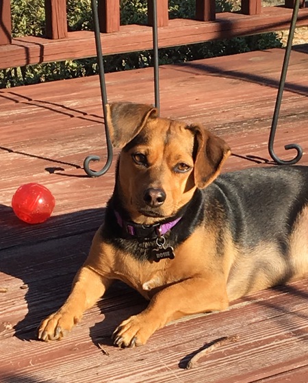 Rosie