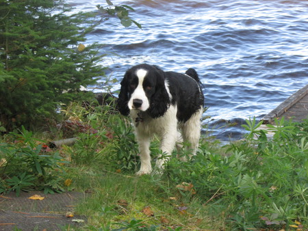 Jasper 