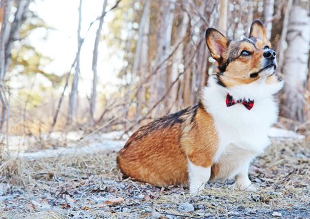 Winston 