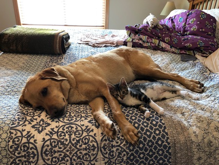 Ginger (dog) and Sunny (kitten)