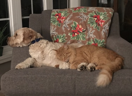 Clark (dog) & Kion (cat) 