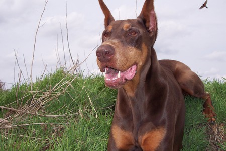 Gorrmae's Oh Say Can You See; call name "Solo"