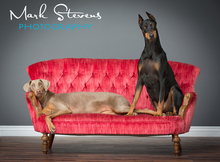 Bridget (black) and Gretchen (fawn)