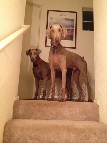 Echo and Hines