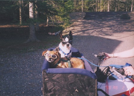 Greta (dachshund mix) and Kate (Boston Terrier)