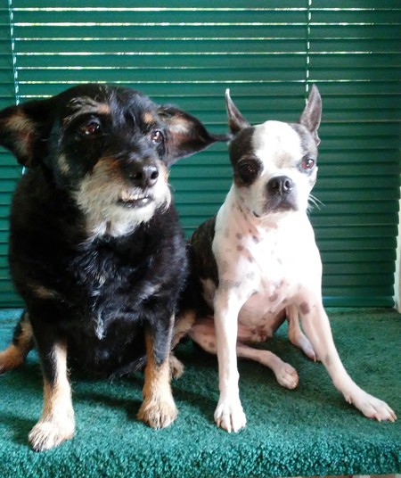 Emmy Lou (Schnauzer mix) and Boo Boo (Boston mix)