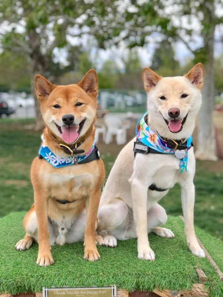 Shiba Bros on the Go 