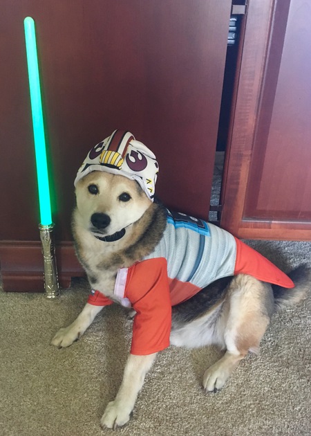 MSIR Alum Hiro