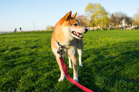Kiba