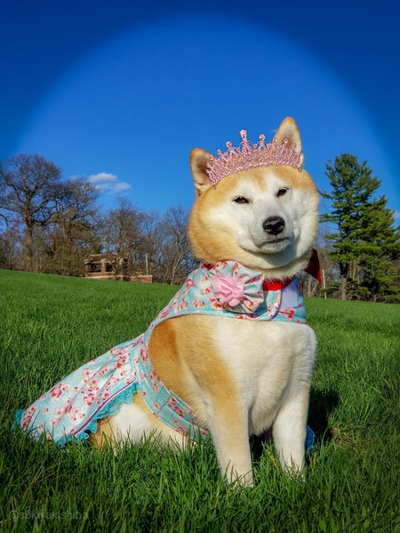 Suki