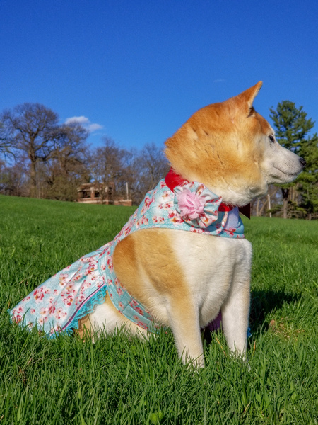 Suki