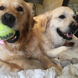 Entry image for  Cassie and Bo