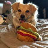 Entry image for Holly