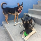 Entry image for Sophie and Loki