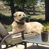 Entry image for Elsy