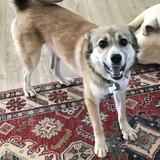 Entry image for Monkey