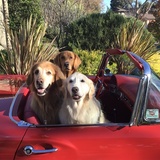 Entry image for Cooper, Cassidy & Cody