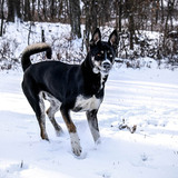 Entry image for Bluebearry