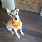 Entry image for Kokomo