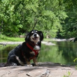 Entry image for Ollie 