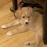 Entry image for Izzy Belle