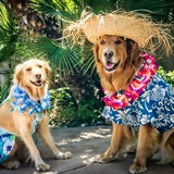 Entry image for Nixie &Turbo