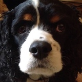 Entry image for Sam Beverly