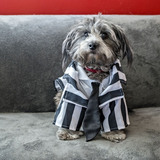 Entry image for Ozzy