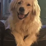 Entry image for Joey Baga Donuts