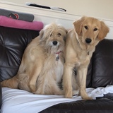 Entry image for Maizie and Hunter