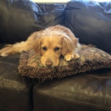 Entry image for Phoebe