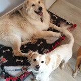 Entry image for Salted Caramel Trio ( Flyin  Flynn, Bella & Turbo)