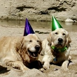 Entry image for Bailey & Beau