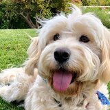 Entry image for Cordelia