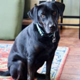 Entry image for Luna