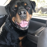 Entry image for Brute