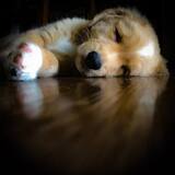 Entry image for Polaris at 7 weeks, now Johann