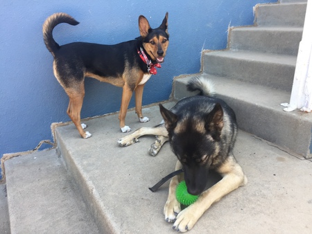 Entry image for Sophie and Loki. Clicking this image will show a larger photo